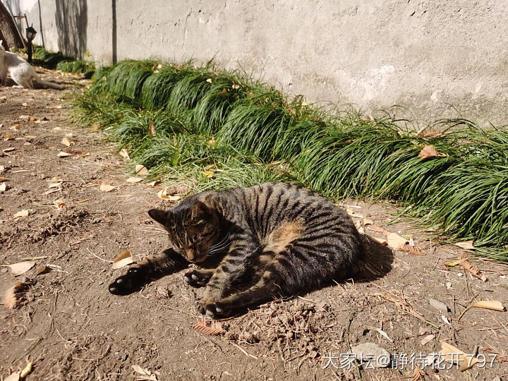 西园寺的猫～_猫