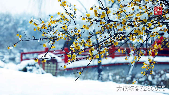 忽见扬州雪,才知是广陵。_景色