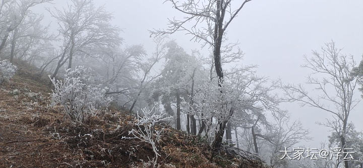 天台华顶山看雾凇_旅游