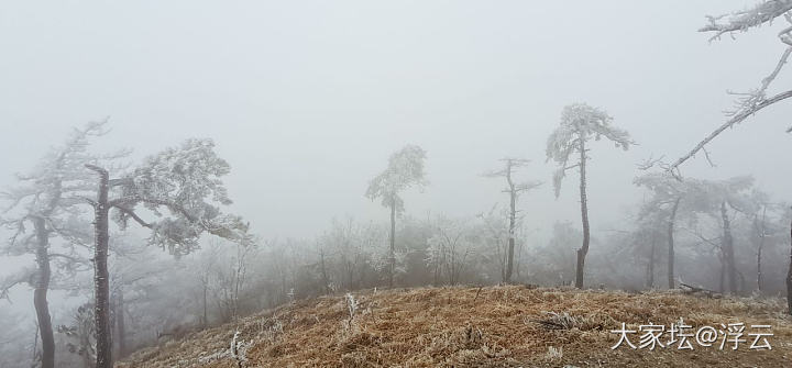 天台华顶山看雾凇_旅游