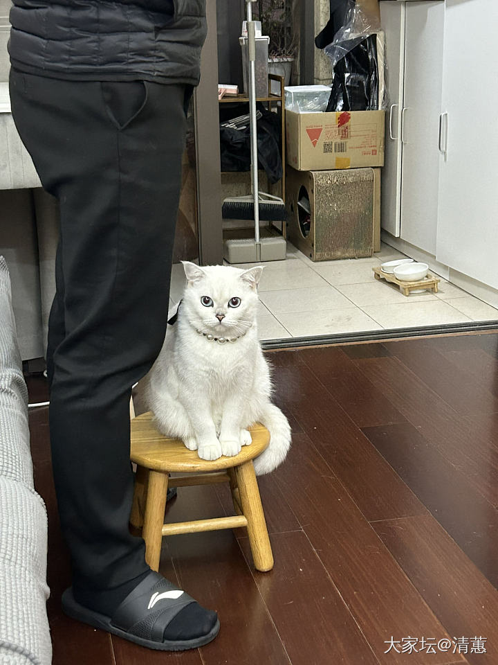 忽略搬家前的凌乱，看看我家宝的盛世美颜～_猫