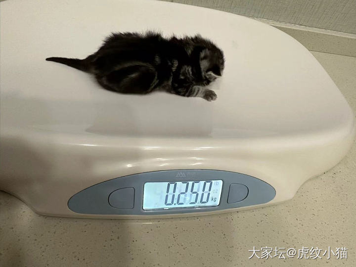 记录软萌的瞬间。。_猫