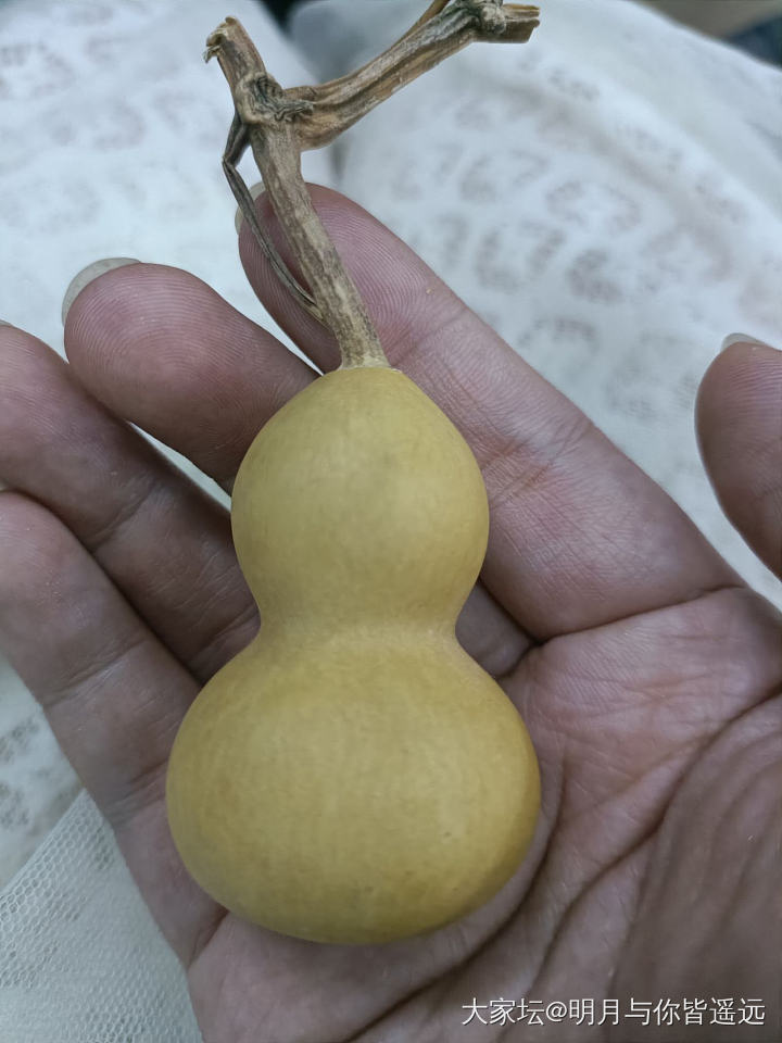 跟个风，这次是纯跟风无脑入，打算到处放点_葫芦