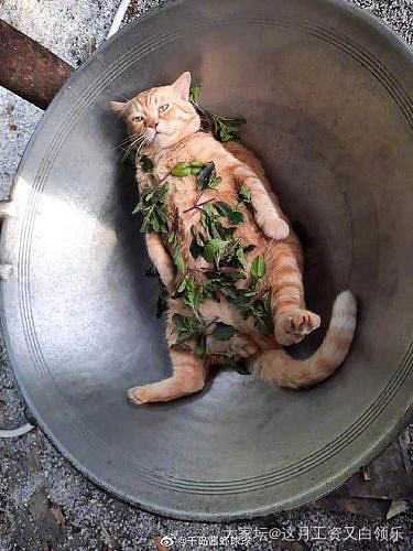 一滩或者一坨？_猫