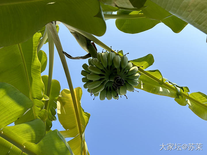 大家都在晒葫芦_闲聊