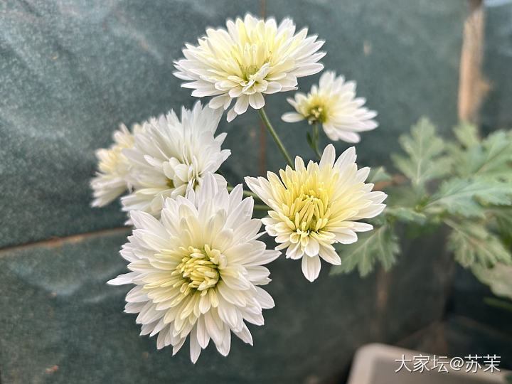 大家都在晒葫芦_闲聊