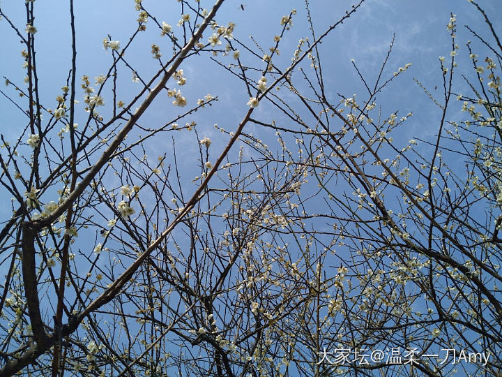 戴着梅花赏梅去_旅游银