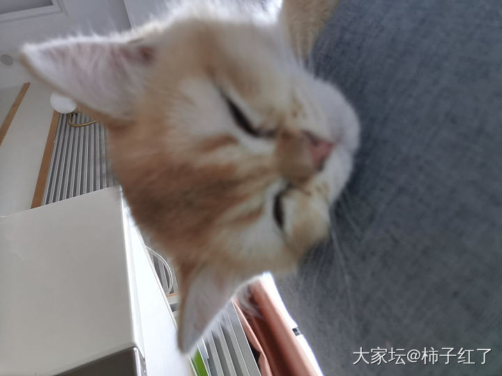 睡着了_猫