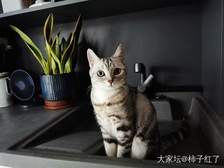 大家都是哪里买的猫猫呢？_猫