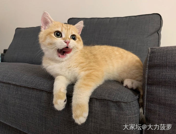 大家都是哪里买的猫猫呢？_猫