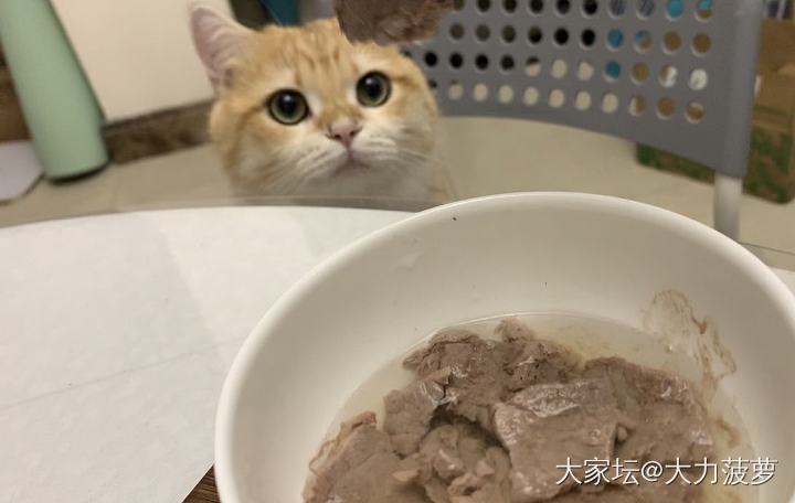 大家都是哪里买的猫猫呢？_猫