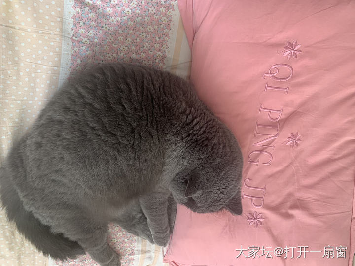 姐姐的床就是香_猫