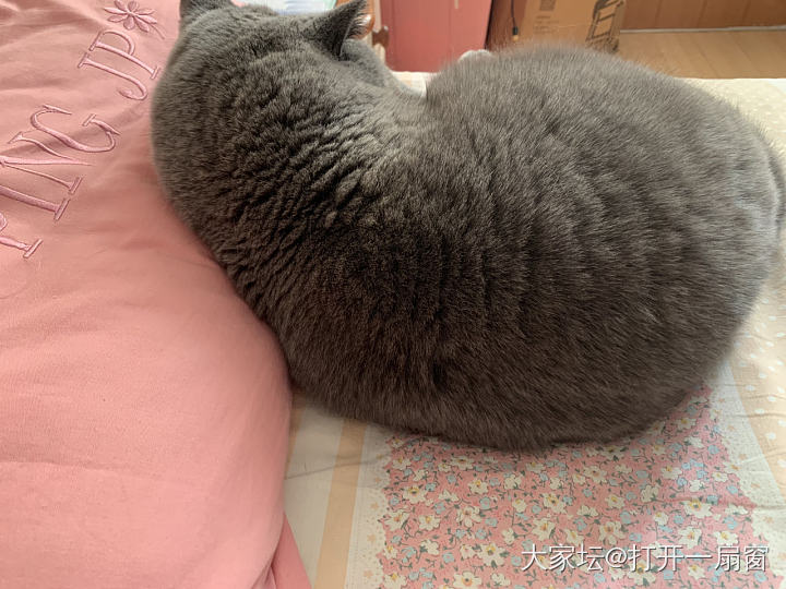 姐姐的床就是香_猫