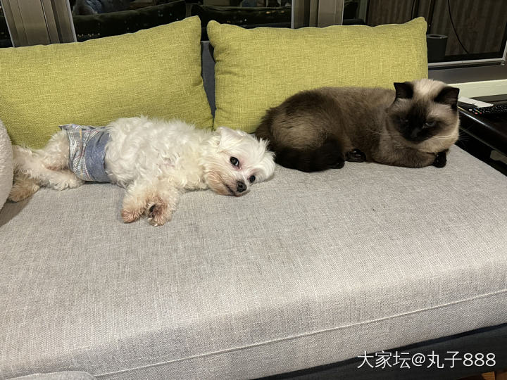 狗🐶与猫🐱_宠物