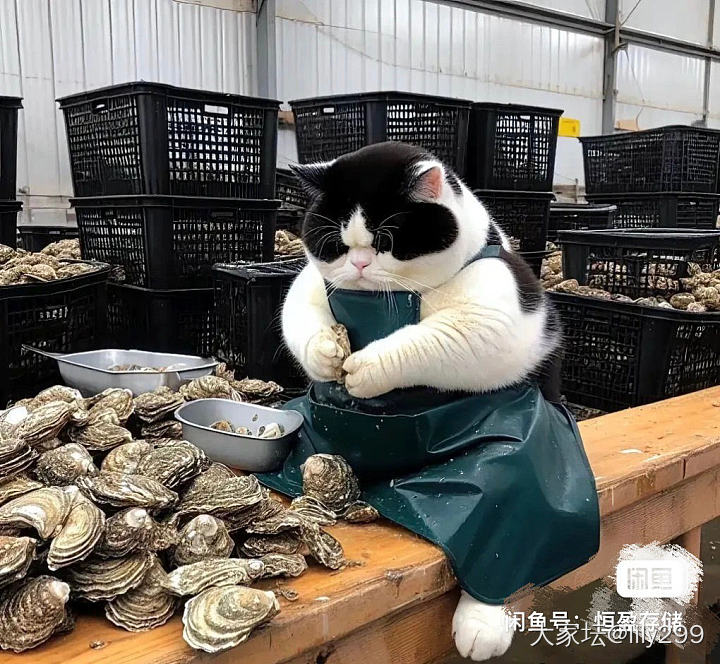 好可爱的猫_猫