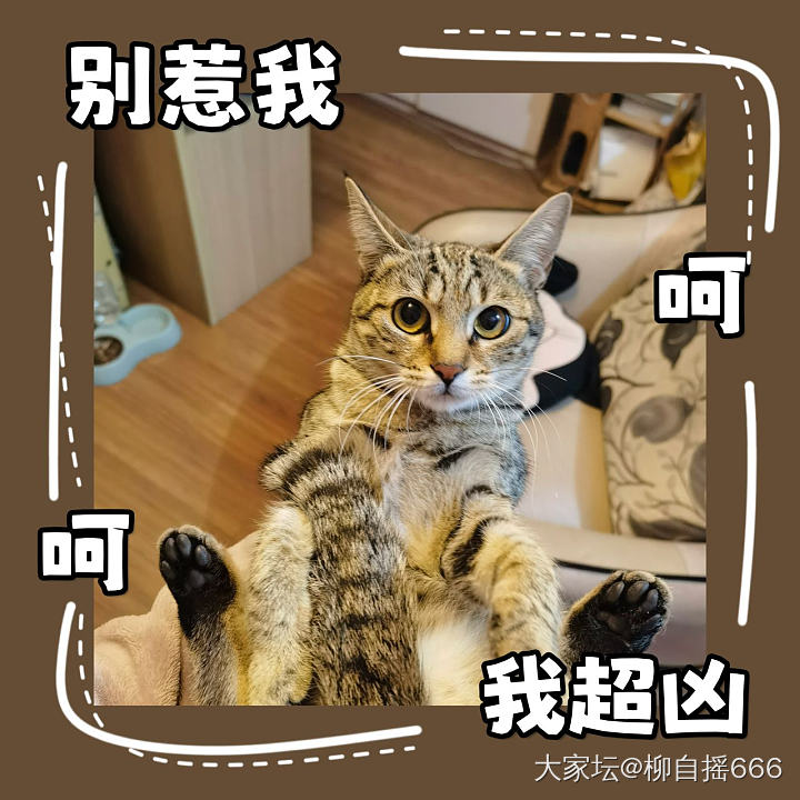 我是不是养了只假猫🐱_猫