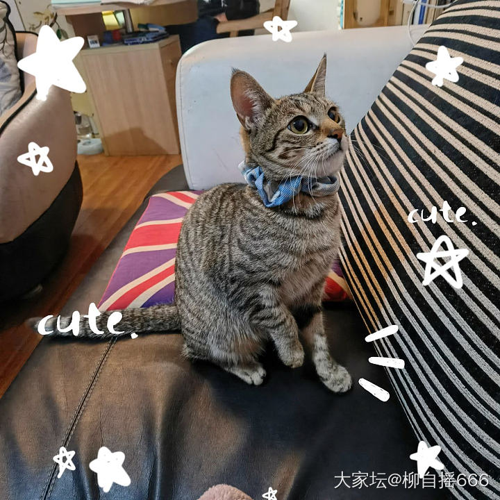 我是不是养了只假猫🐱_猫