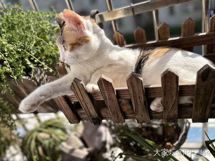 🐱晒太阳我晒自己_穿搭坛友风采猫