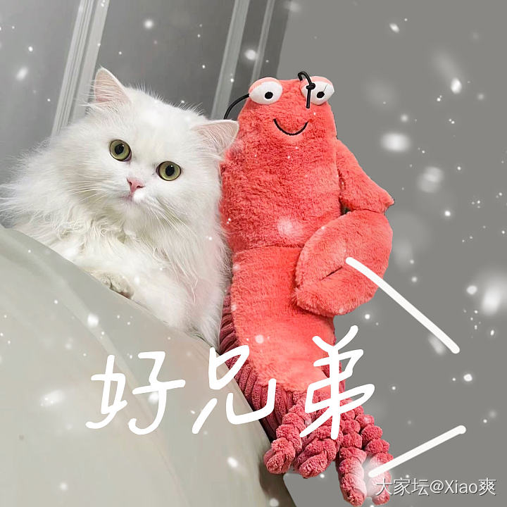 好兄弟😂_猫宠物