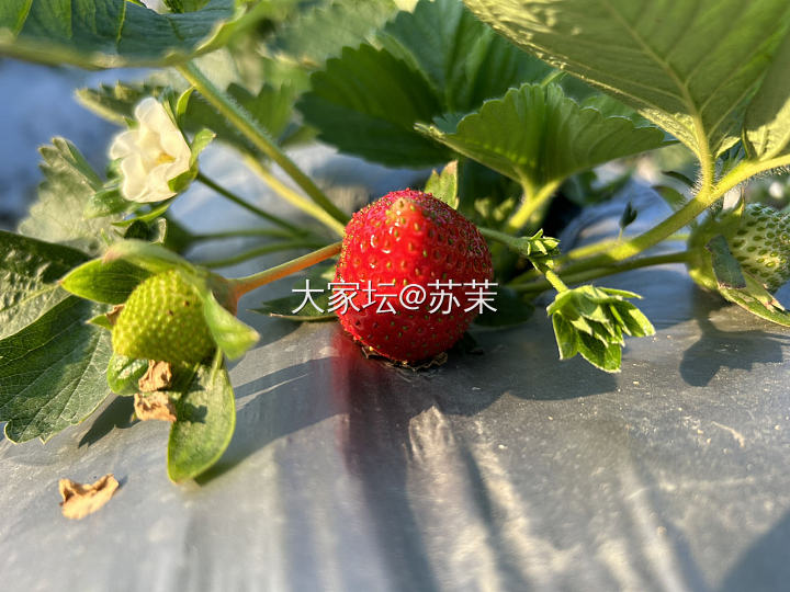 🍓采摘_果园水果