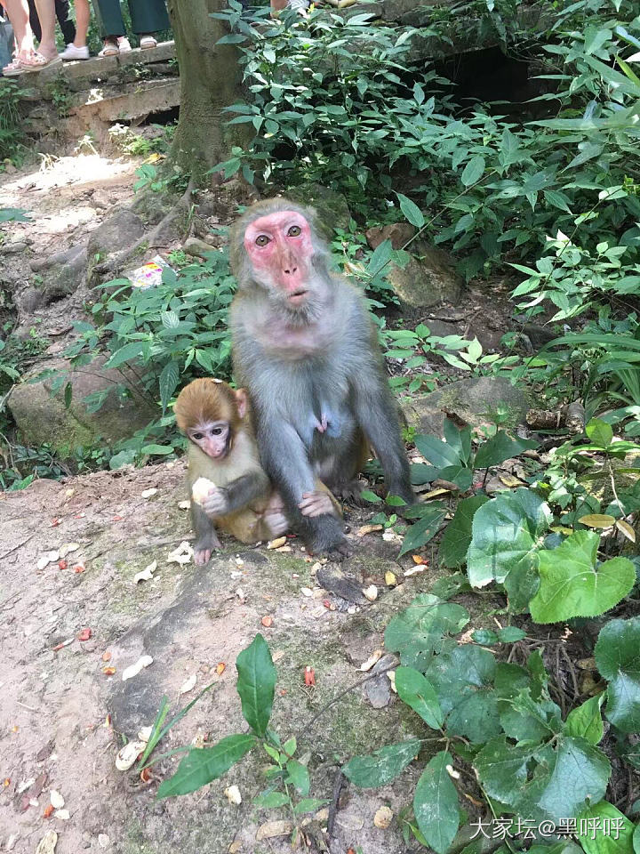 春节想去张家界，有啥建议吗～_湖南