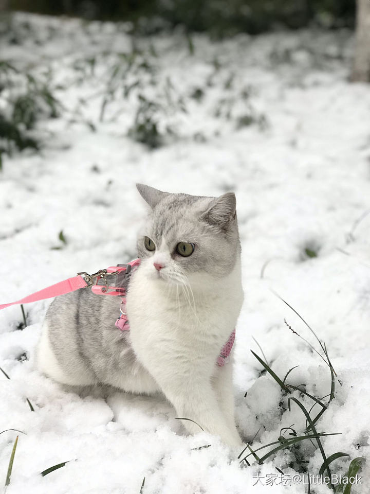 我们这里今天下雪了_猫