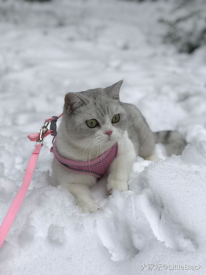 我们这里今天下雪了_猫