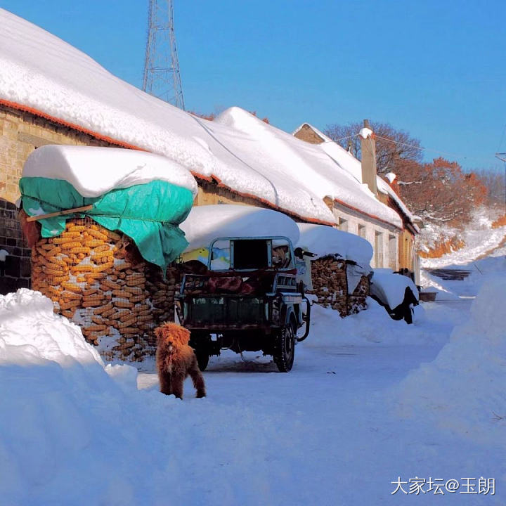 赏雪_生活品味闲聊