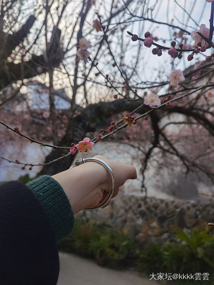 戴银镯赏梅花_银