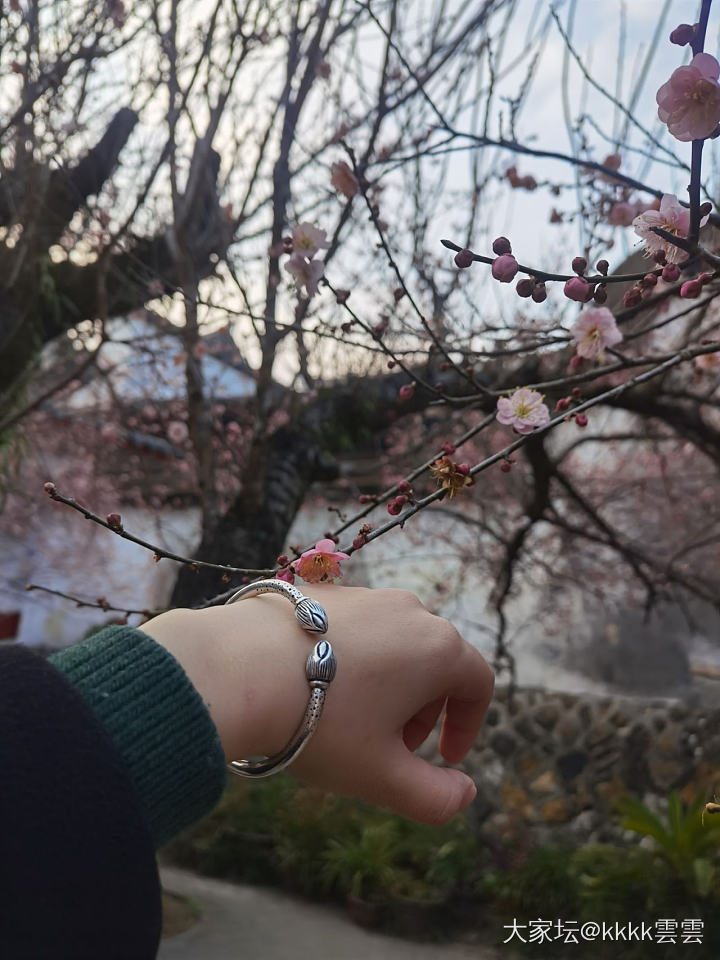 戴银镯赏梅花_银