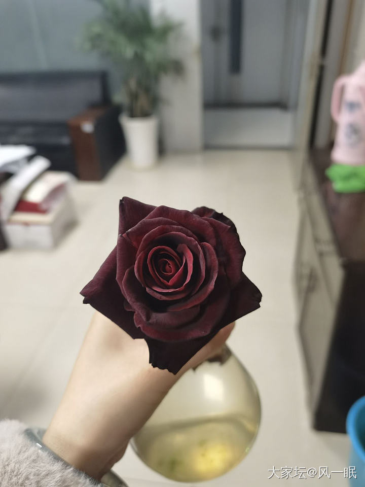 我种的黑玫瑰_花