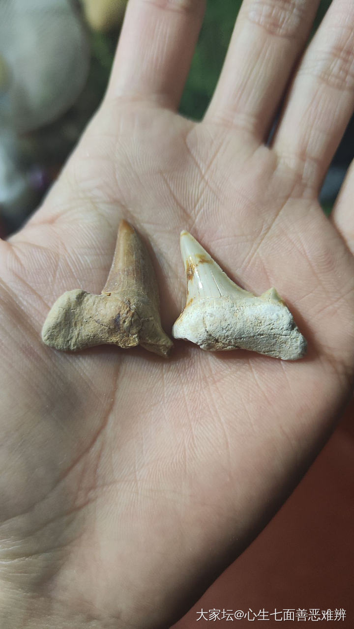 斜耳齿鲨牙齿化石_牙骨角化石