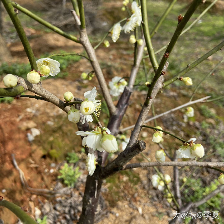 真有这种颜色的绿梅吗？从没见过_植物