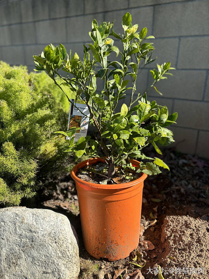 院子里的果树_植物