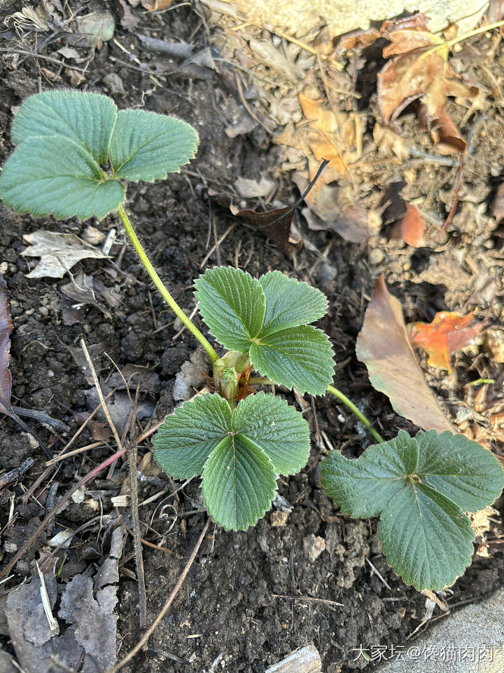 院子里的果树_植物