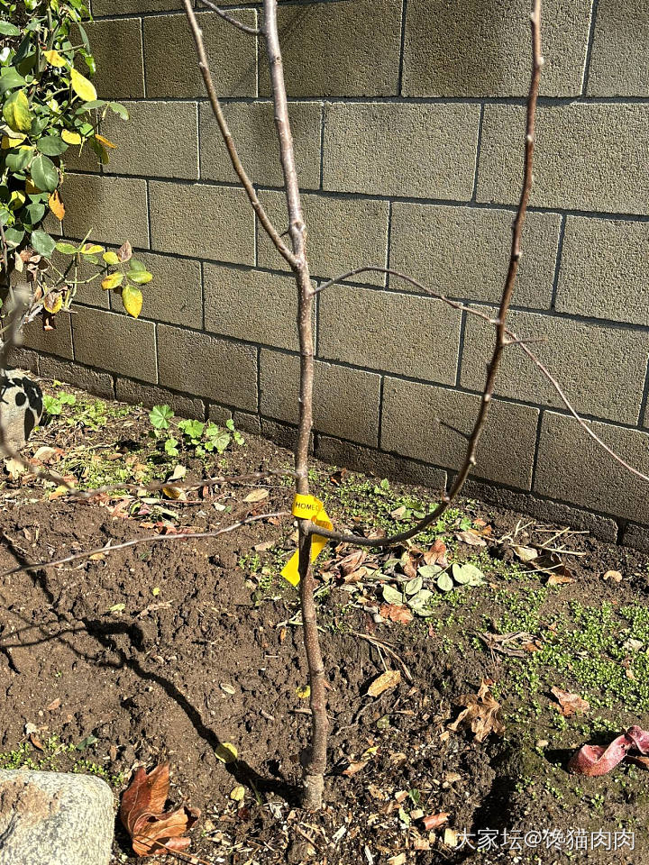 院子里的果树_植物