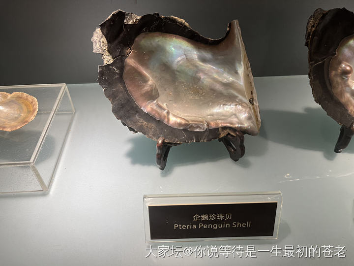 京润珍珠博物馆_珍珠