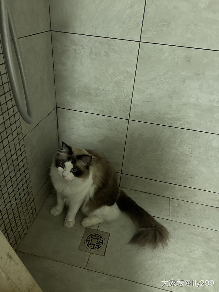 我的厕所搭子_猫