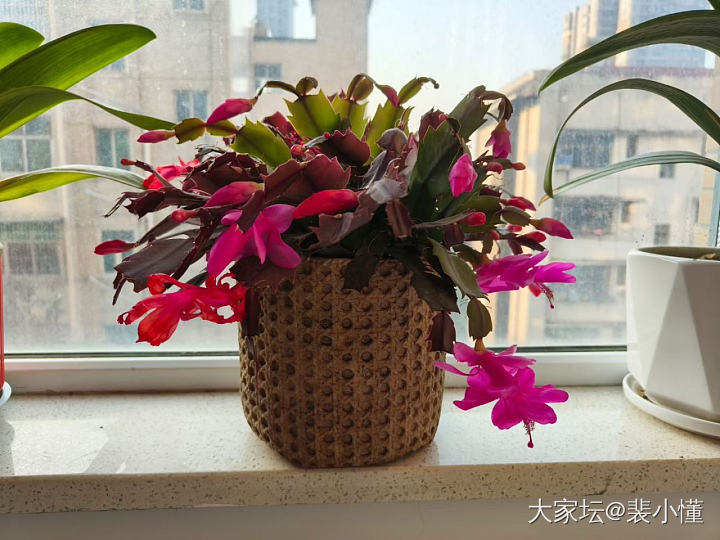 鲜花迎新年_花