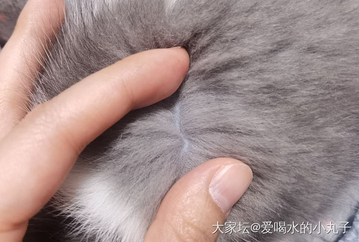 大家看看这个银蓝皮板是染色吗？_猫