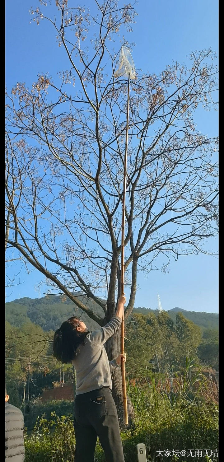 大年初一的娱乐，打苦楝子，_文玩