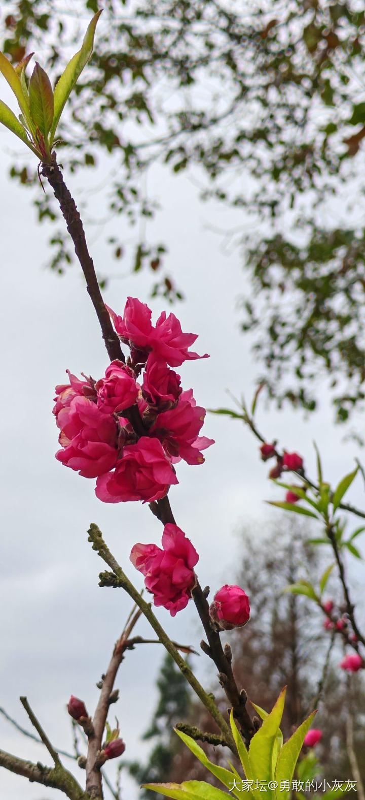 人面桃花相映红🌺_闲聊