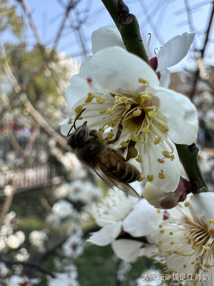 今天拍了很多小蜜蜂🐝，因为害怕蜜蜂🐝的队友在家看扣篮大赛，没和我一起去散步。_植物