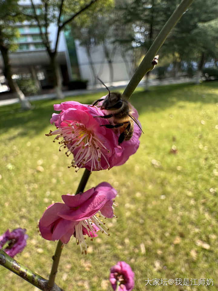 今天拍了很多小蜜蜂🐝，因为害怕蜜蜂🐝的队友在家看扣篮大赛，没和我一起去散步。_植物