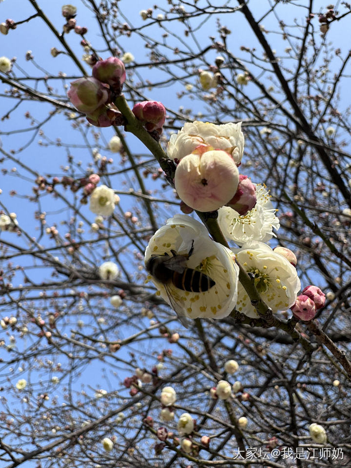 今天拍了很多小蜜蜂🐝，因为害怕蜜蜂🐝的队友在家看扣篮大赛，没和我一起去散步。_植物