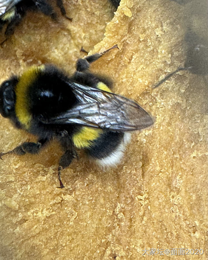 今天拍了很多小蜜蜂🐝，因为害怕蜜蜂🐝的队友在家看扣篮大赛，没和我一起去散步。_植物