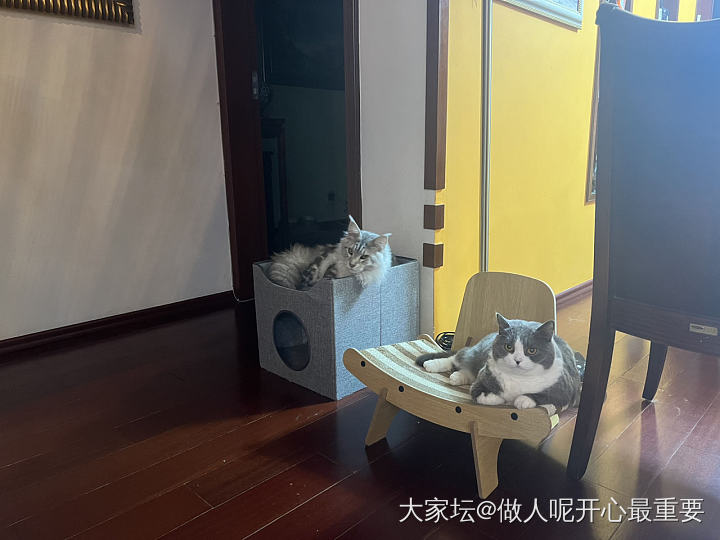 初十快乐_猫