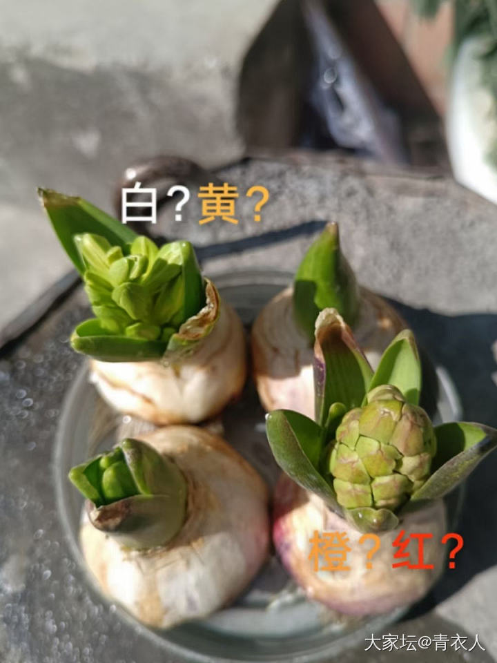 主题_植物