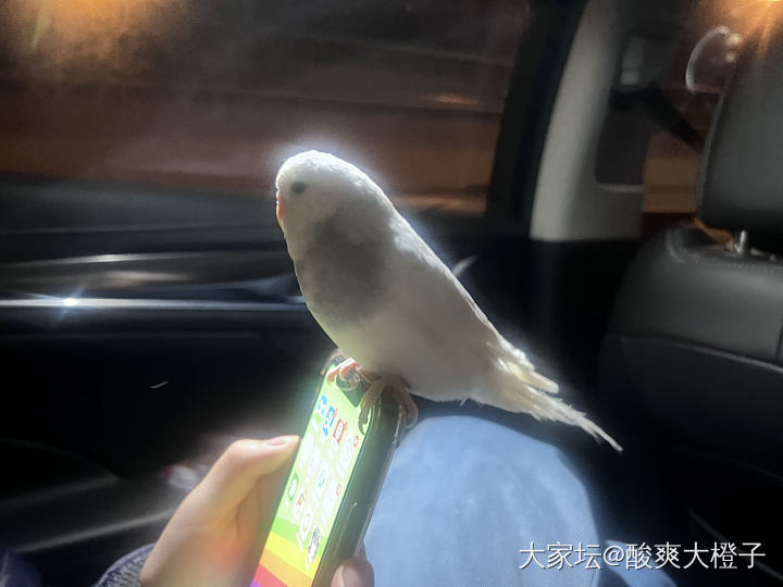 捡到的鹦鹉🦜过了5天了_鹦鹉