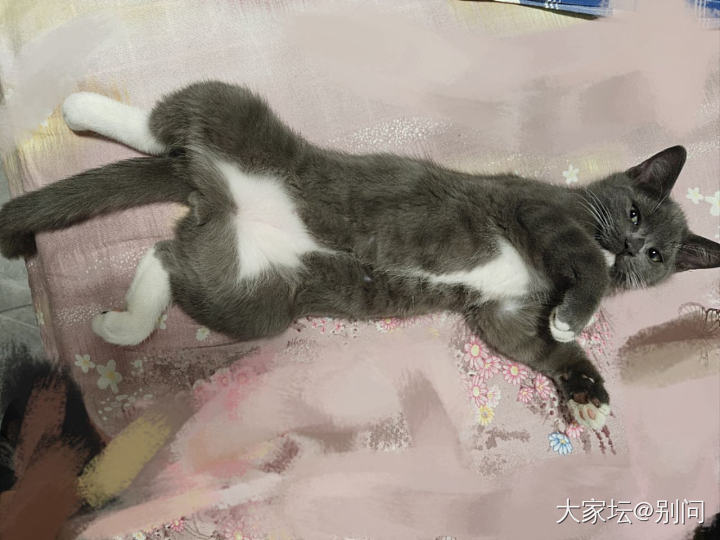 家里是安静了，可是想这个黑不溜秋的小老二了_猫